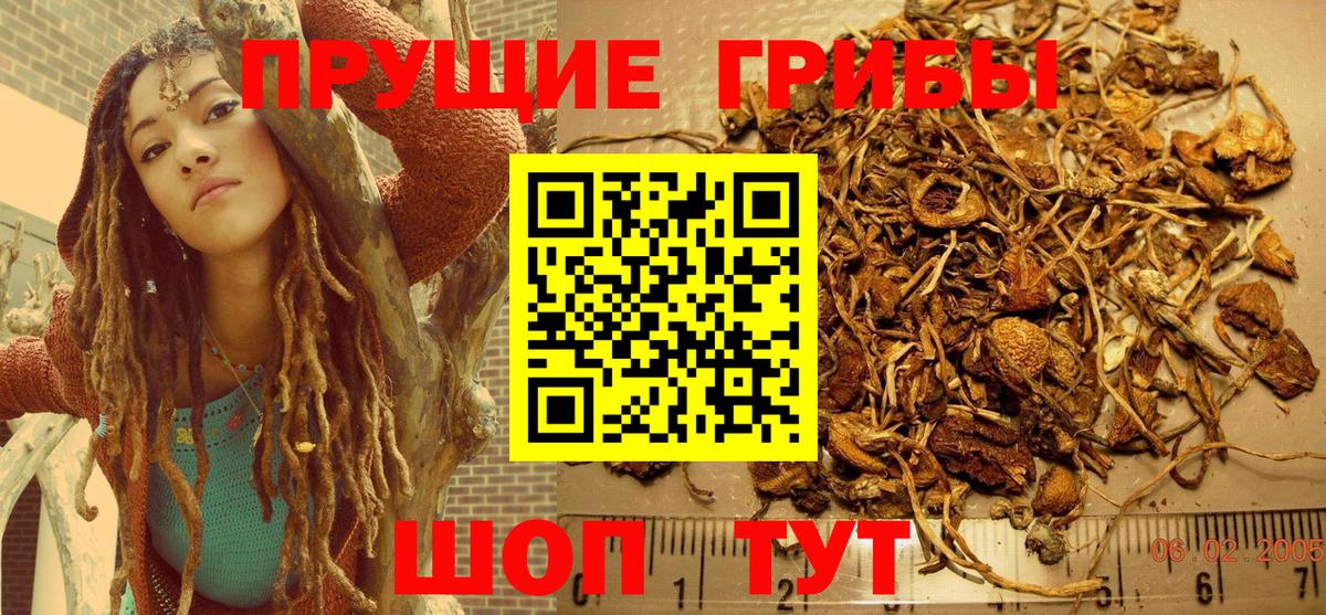 Псилоцибиновые грибы Cubensis Кувандык